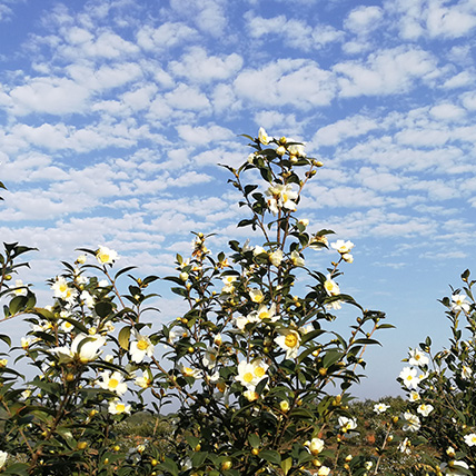 油茶花