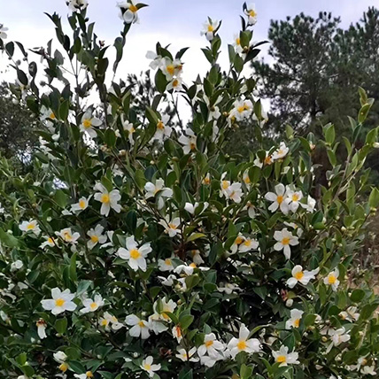 油茶花