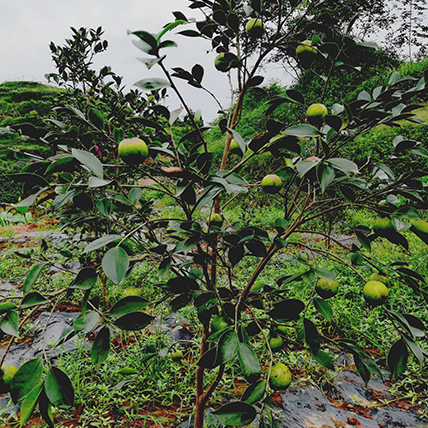 两年生油茶