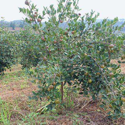 四年生油茶